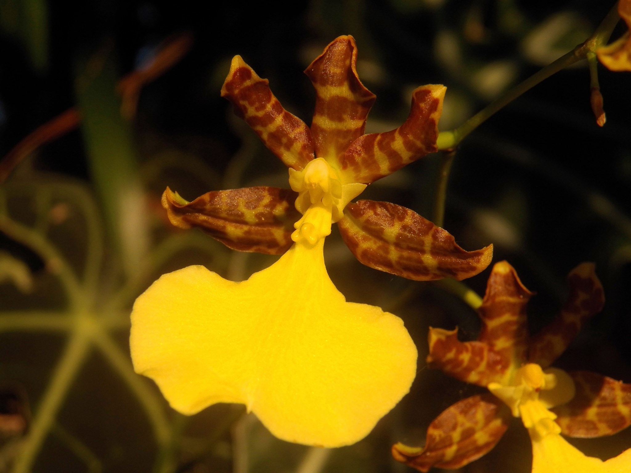 Oncidium tigrinum